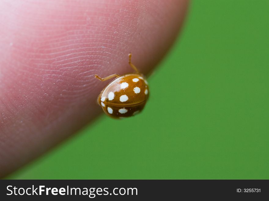 A yellow ladybug with white spots on a man's finger. A yellow ladybug with white spots on a man's finger.
