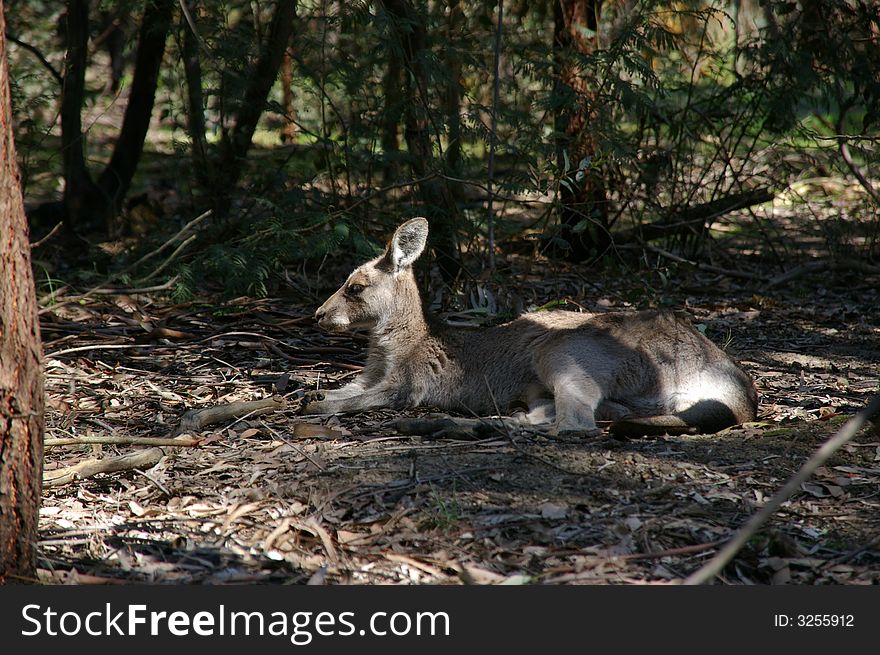 A Lazy kangaroo just get up in wild. photo by bucong