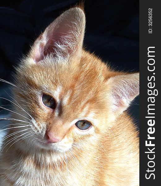 Image of a sweet orange kitten