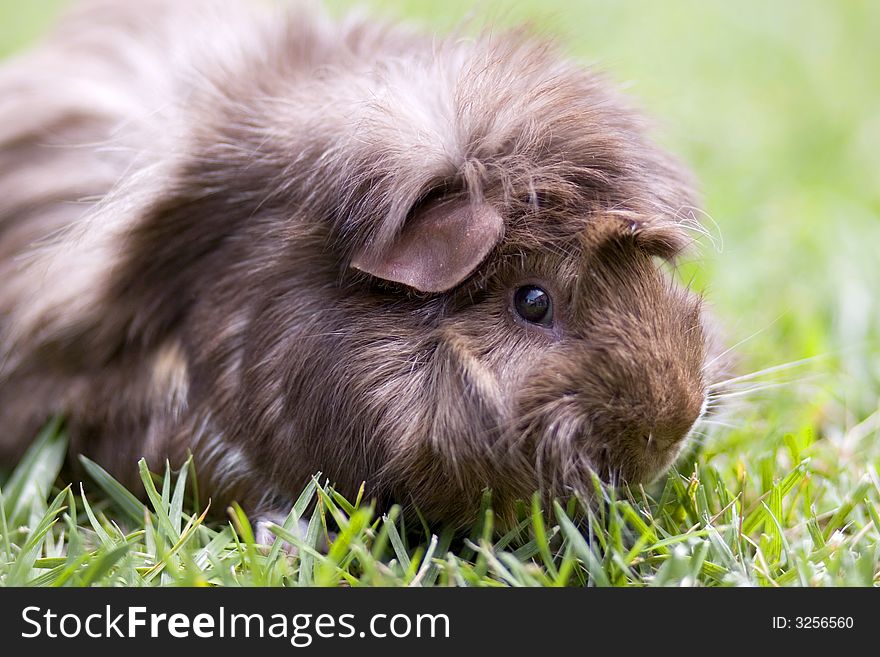 Side view of brown Guinea pig on grass.  Upper half of body and paw shown. Side view of brown Guinea pig on grass.  Upper half of body and paw shown.