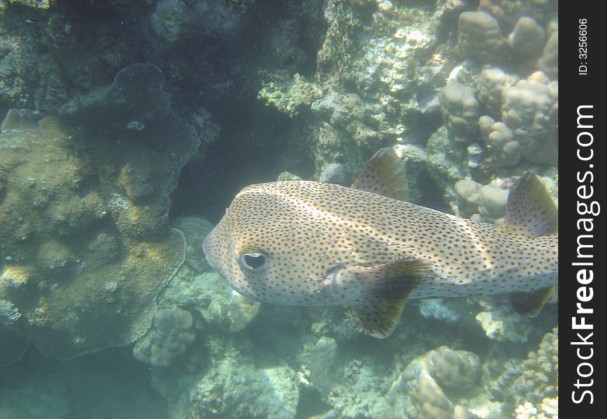 Cofal fish red sea egypt africa. Cofal fish red sea egypt africa