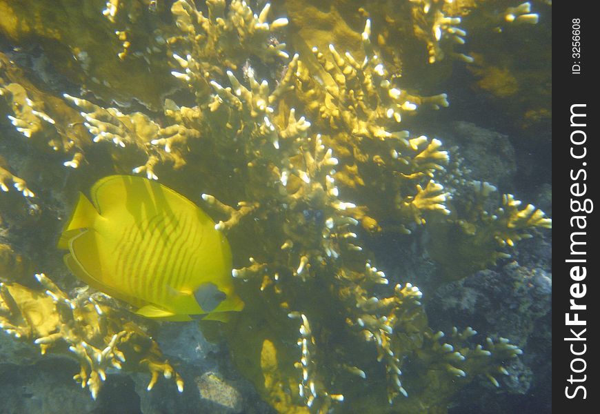 Anralfish Red Sea Egypt Africa