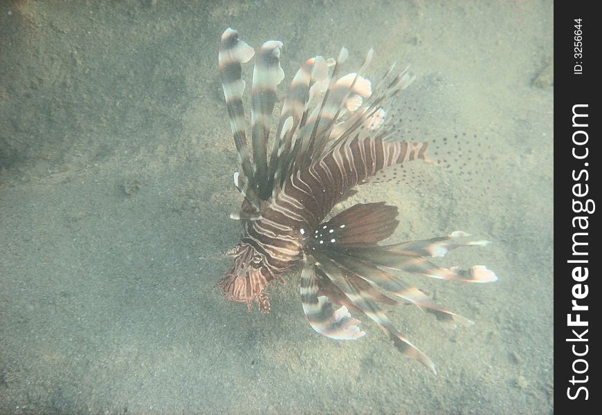 Butterfly fish Red sea Egypt Africa