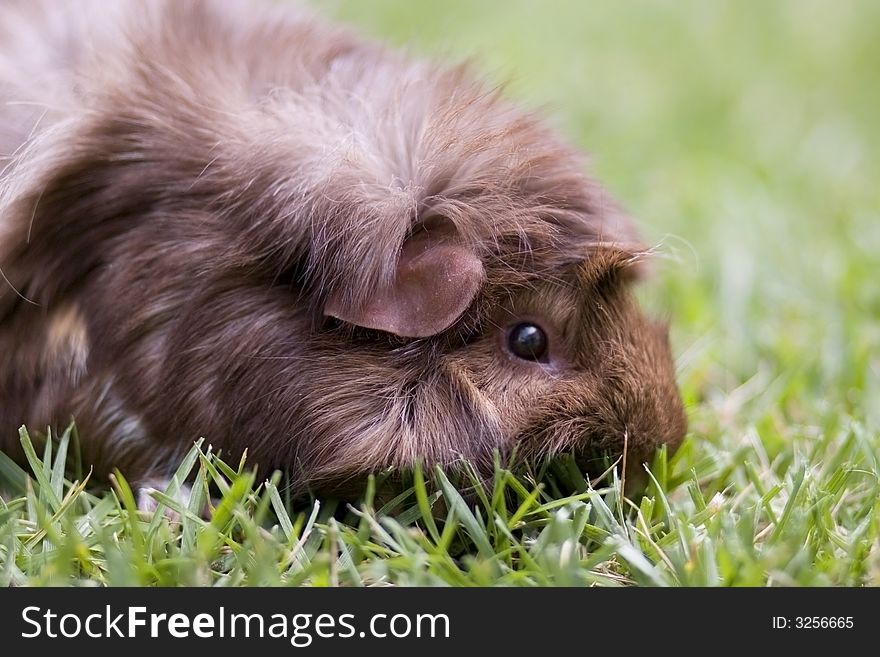 Side view of brown Guinea pig on grass.  Upper half of body and paw shown. Side view of brown Guinea pig on grass.  Upper half of body and paw shown.