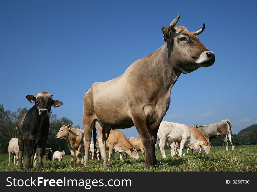 Grey cow with horns in farm