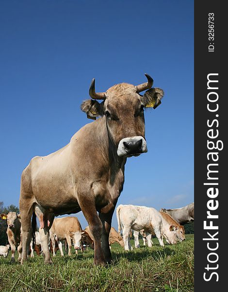 Grey cow with horns looking at photographer