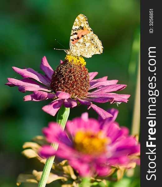 Closeup of butterfly on pink flower. blurred green background. Closeup of butterfly on pink flower. blurred green background