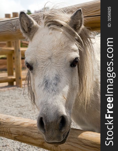 Portrait of grey little horse in the farm. Portrait of grey little horse in the farm