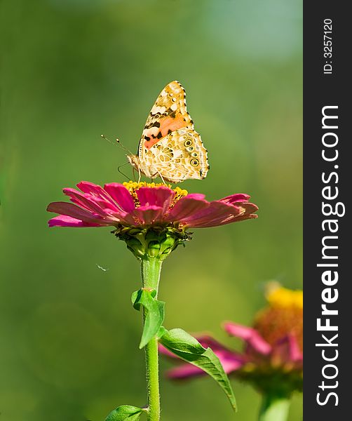 Closeup of butterfly on pink flower. blurred green background