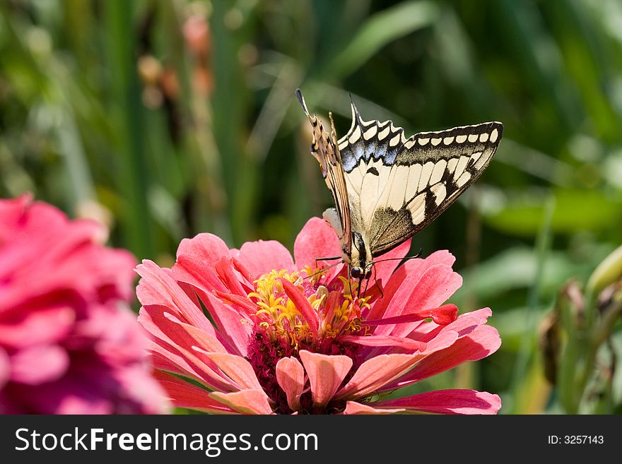 butterfly (Papilionidae) on a pink flower. butterfly (Papilionidae) on a pink flower