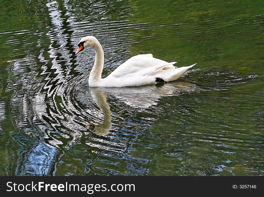 A swan set off ripples in a small pond while as it passes. A swan set off ripples in a small pond while as it passes