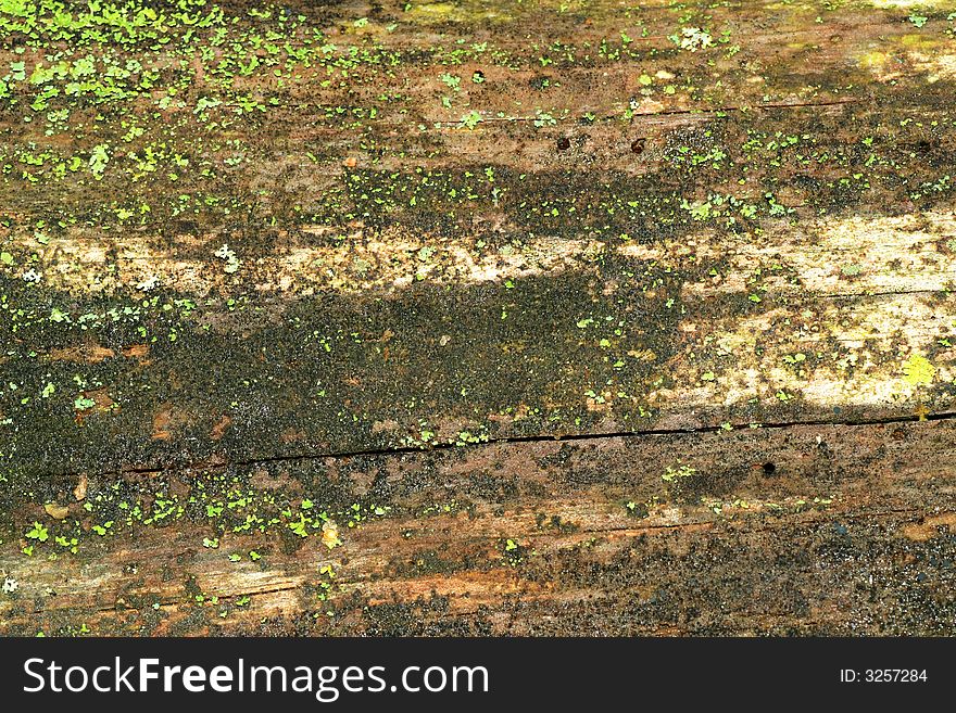 Natural bark texture close-up shot