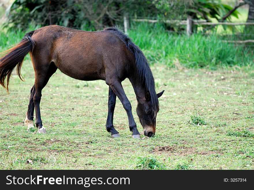 Horse and tontouta province new caledonia island