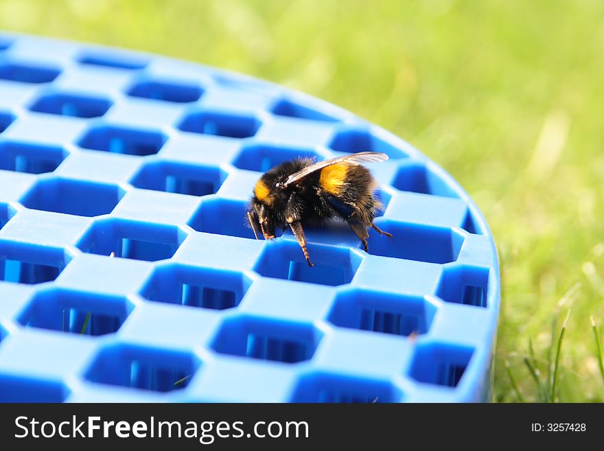 Close-up of a bee on a racket