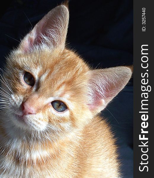 Image of a  sweet orange kitten