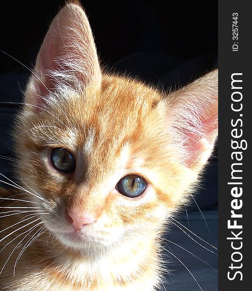 Image of a sweet orange kitten