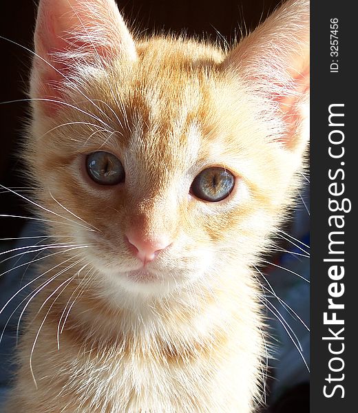 Image of a sweet orange kitten