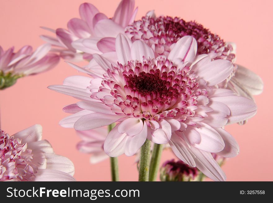 Pink daisies on the pink background