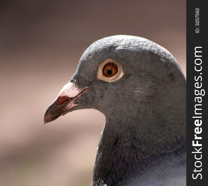 A close shot of the head of a homing pigeon. A close shot of the head of a homing pigeon.