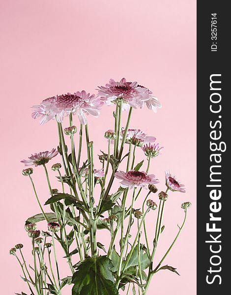 Pink daisies on the pink background