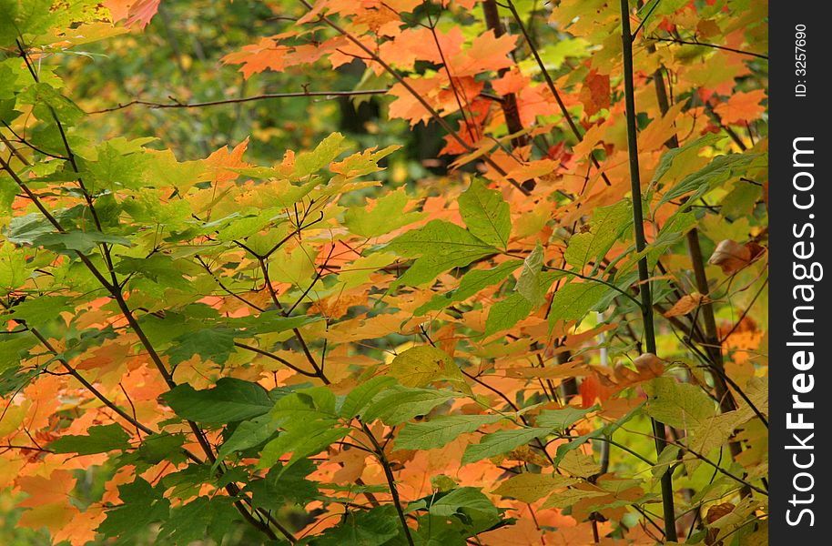 Autumn leaves in red and green