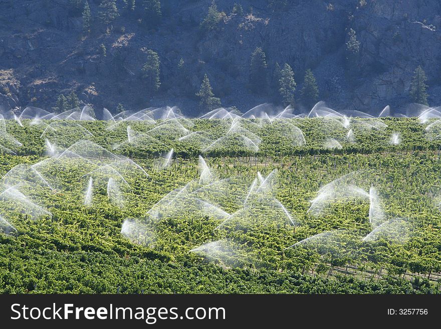 Vinery rows2