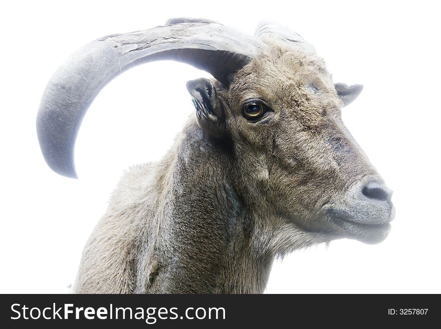 Mountain goat side view on white background