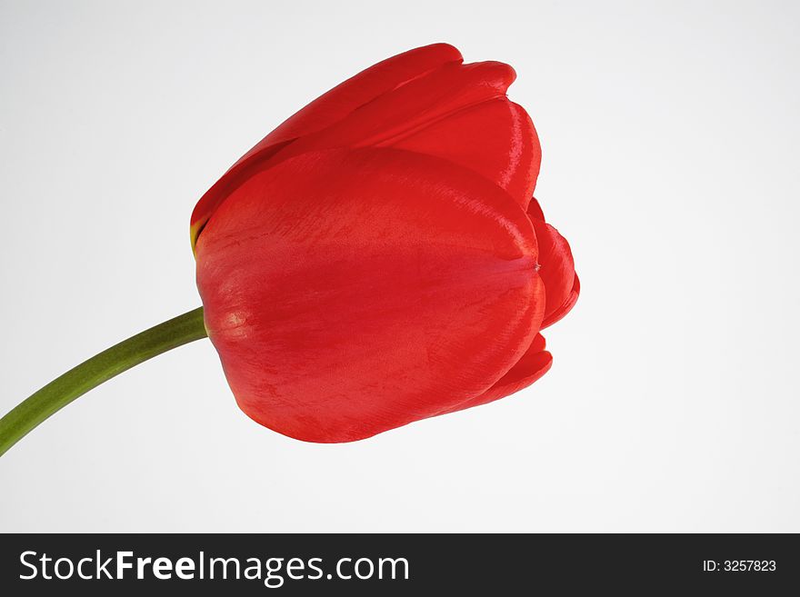 Red tulip on the neutral background