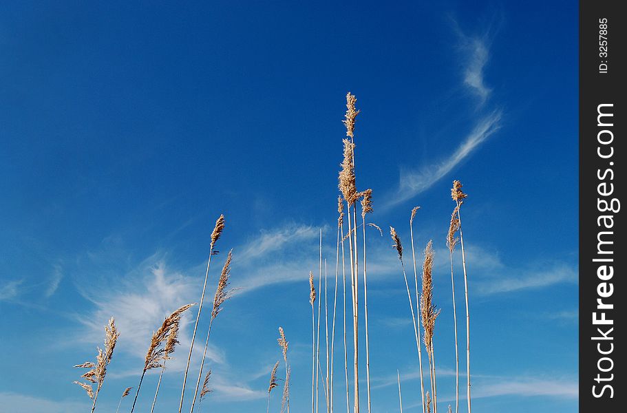 Cane over blue sky and white clouds. Cane over blue sky and white clouds