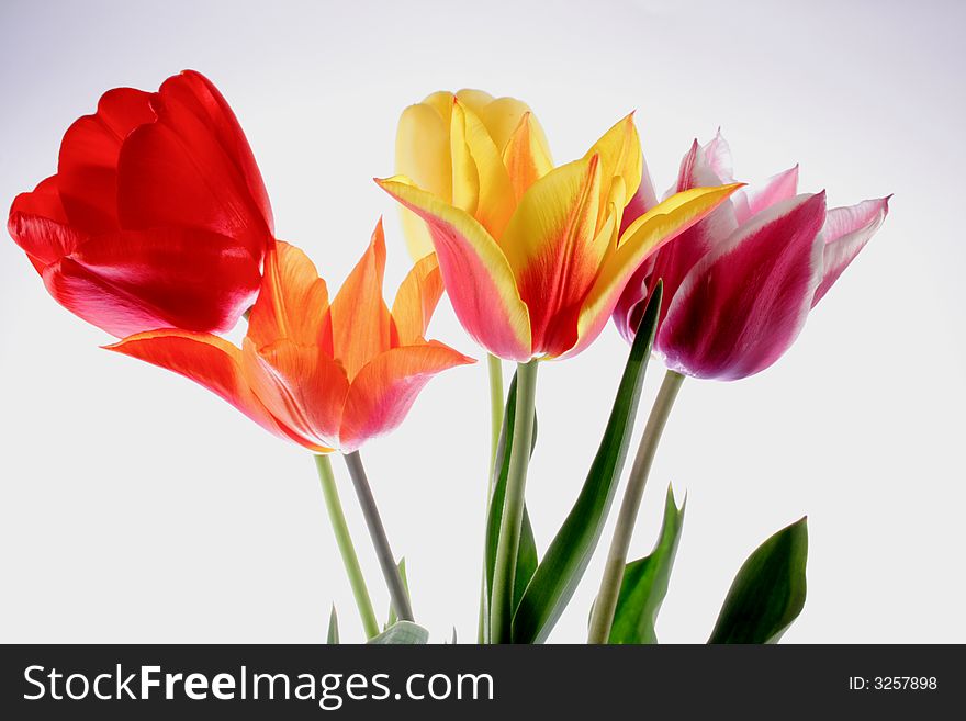 Bunch of tulips on the neutral background