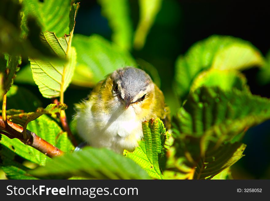 A small bird shot through the leafs of a hazel tree. A small bird shot through the leafs of a hazel tree.