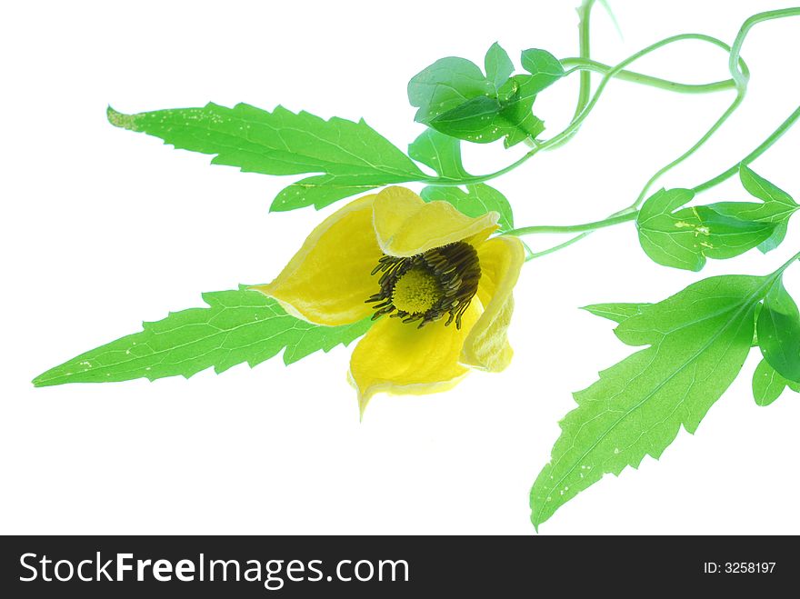 Yellow clematis on white background