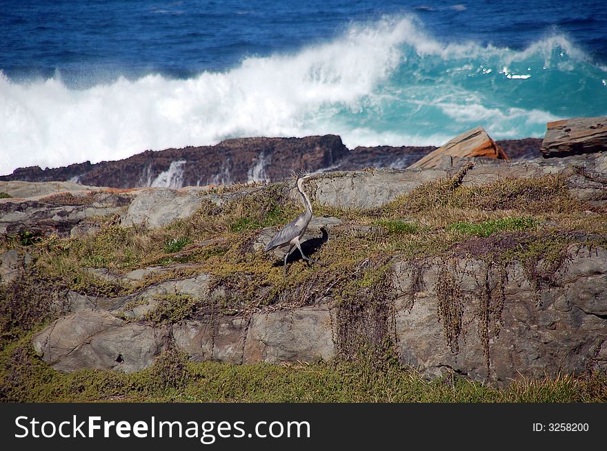South Africa - Grey Heron at the rocks