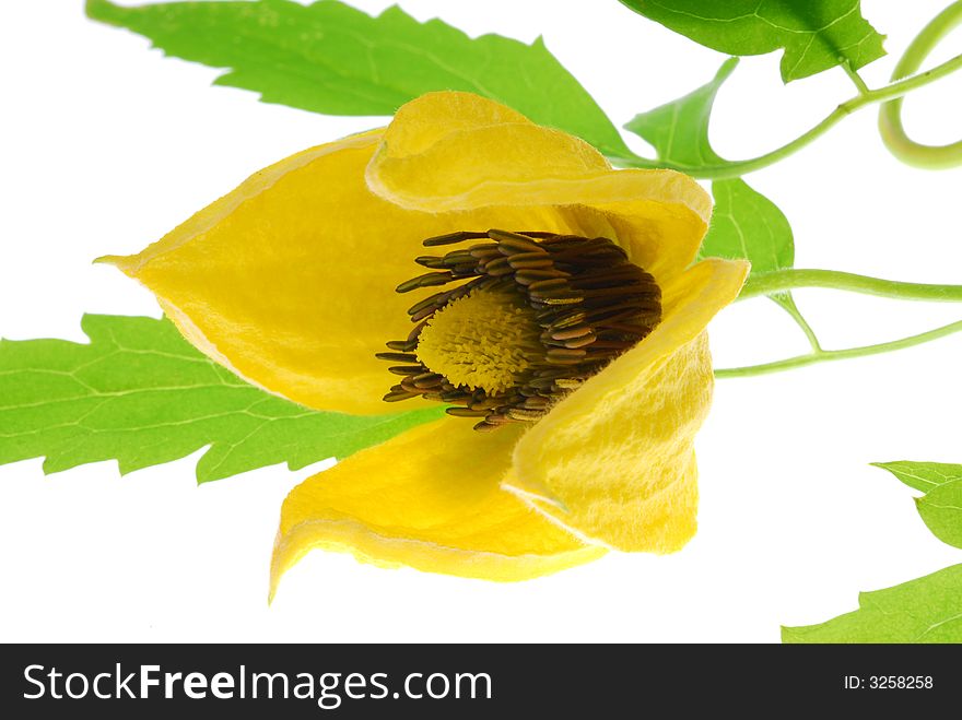 Close up of yellow clematis