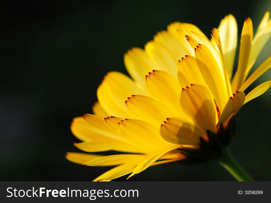 Yellow flower against black background. Yellow flower against black background