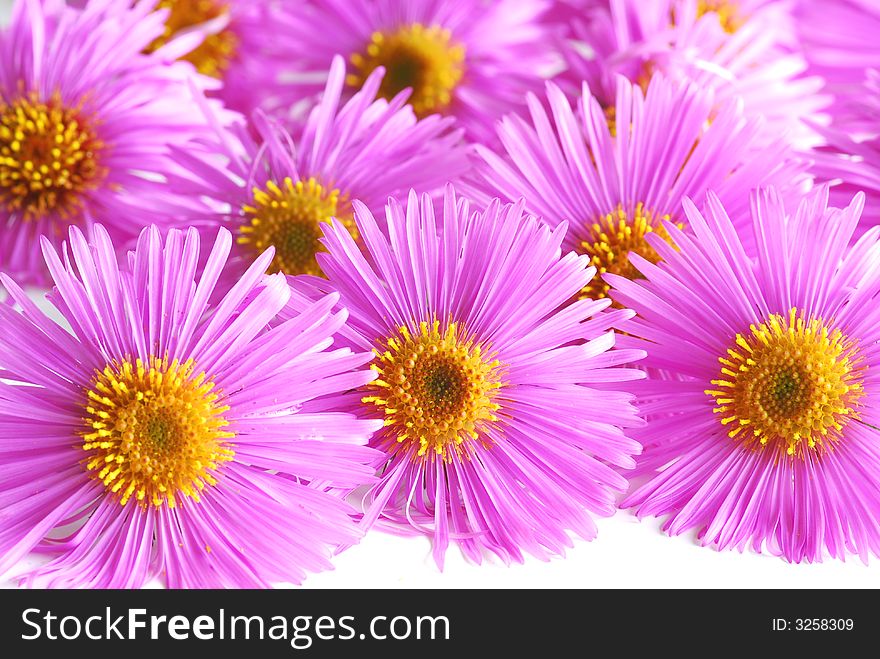 Bunch of pink asters on white background