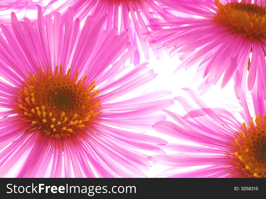 Close up of pink asters