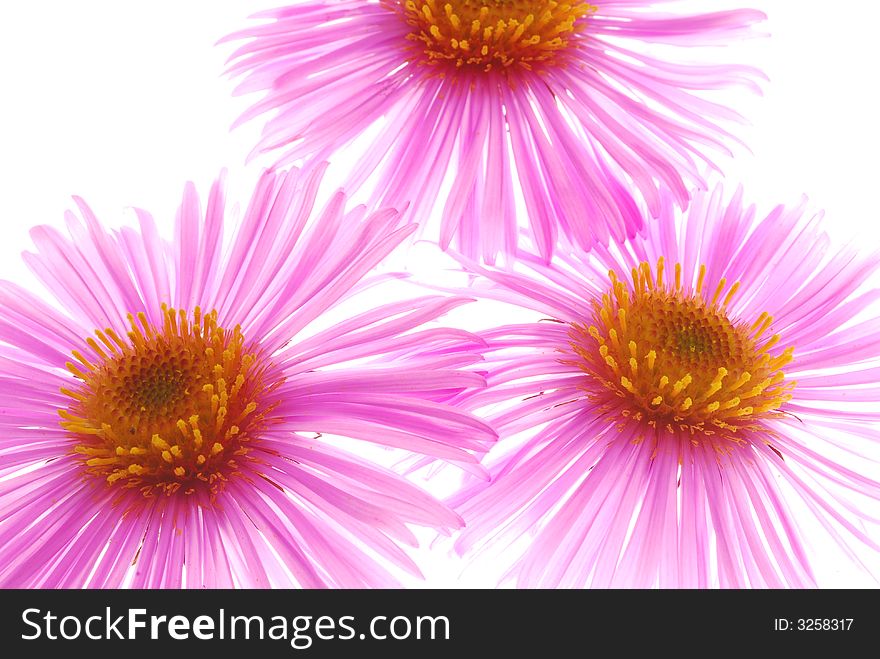 Pink asters on light box