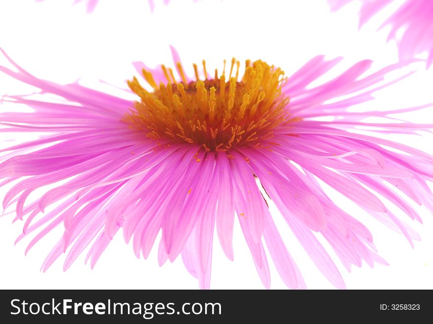 Close up of pink aster