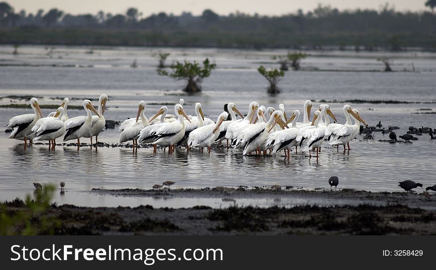 A flock of white pelicans in the water at the Merritt Island Wildlife Refuge.