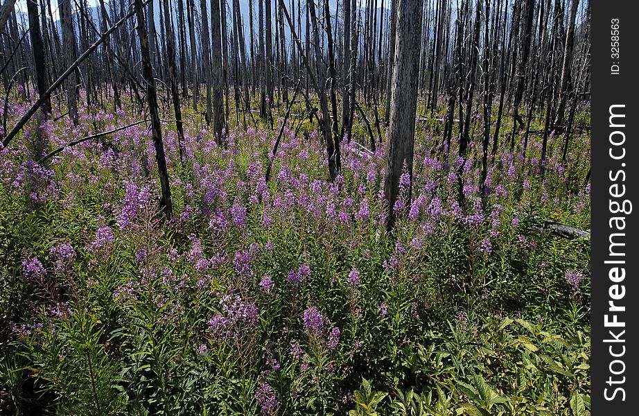Fire-weed flowers bloom soon after the fire in Kootenay National Park. Fire-weed flowers bloom soon after the fire in Kootenay National Park