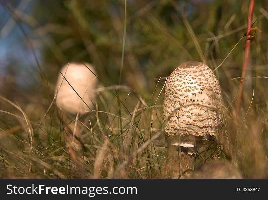 Parasol mushrooms in the grass. Parasol mushrooms in the grass