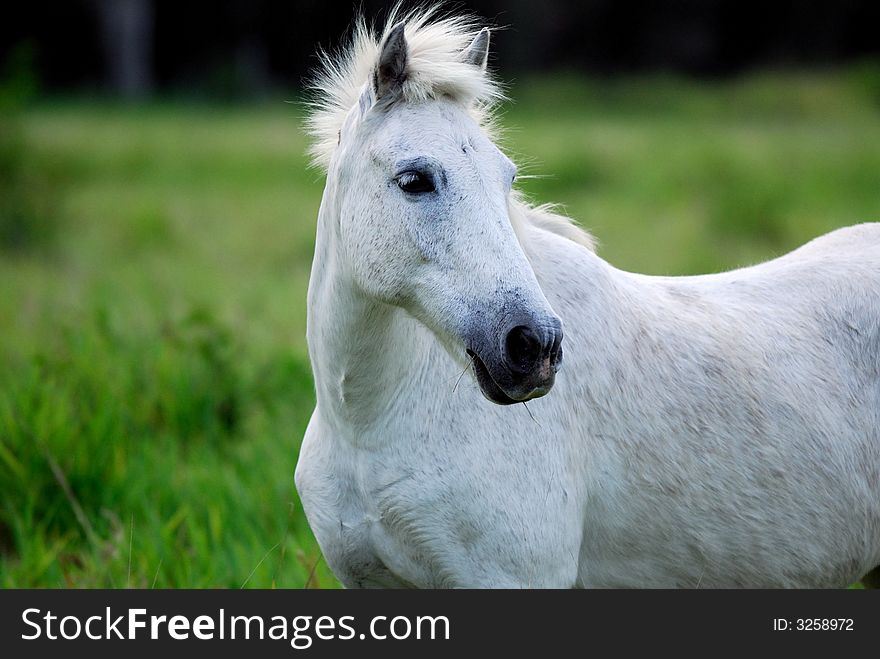 Wight horse tontouta village south province new caledonia