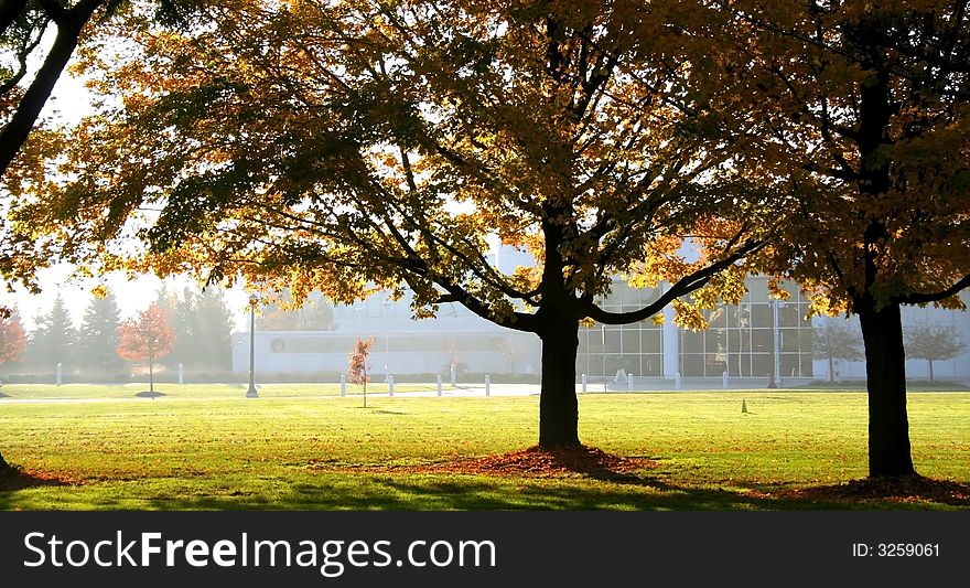 Yellow colored trees in a park during misty morning autumn. Yellow colored trees in a park during misty morning autumn