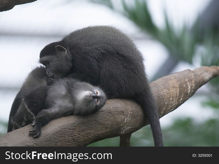 One monkey in a zoo grooming another. One monkey in a zoo grooming another.