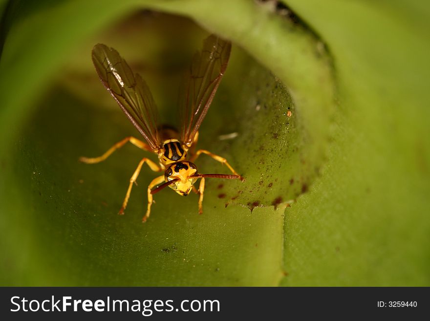 Wasp Closeup