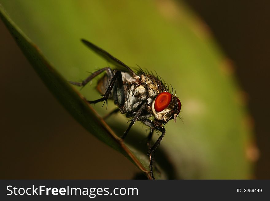 Fly closeup full detail insect. Fly closeup full detail insect