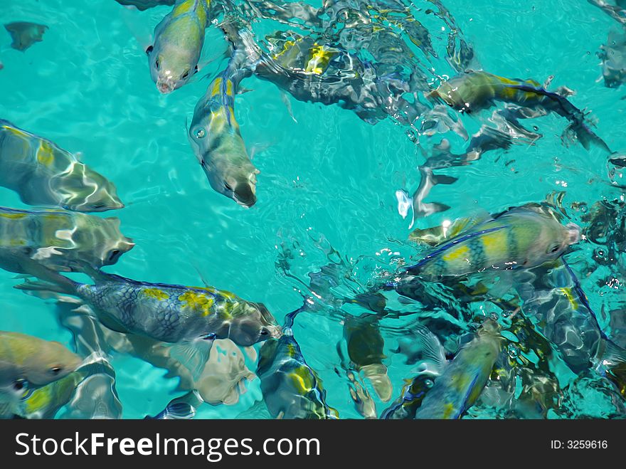 Fishes grabbing food at the dock of Full Moon Island, Maldives