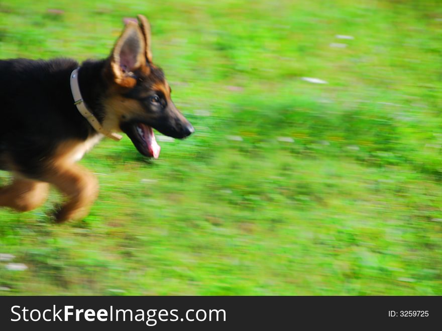 A picture of a German Shepherd puppy, running through a field. Picture is blurred showing motion and speed. A picture of a German Shepherd puppy, running through a field. Picture is blurred showing motion and speed.