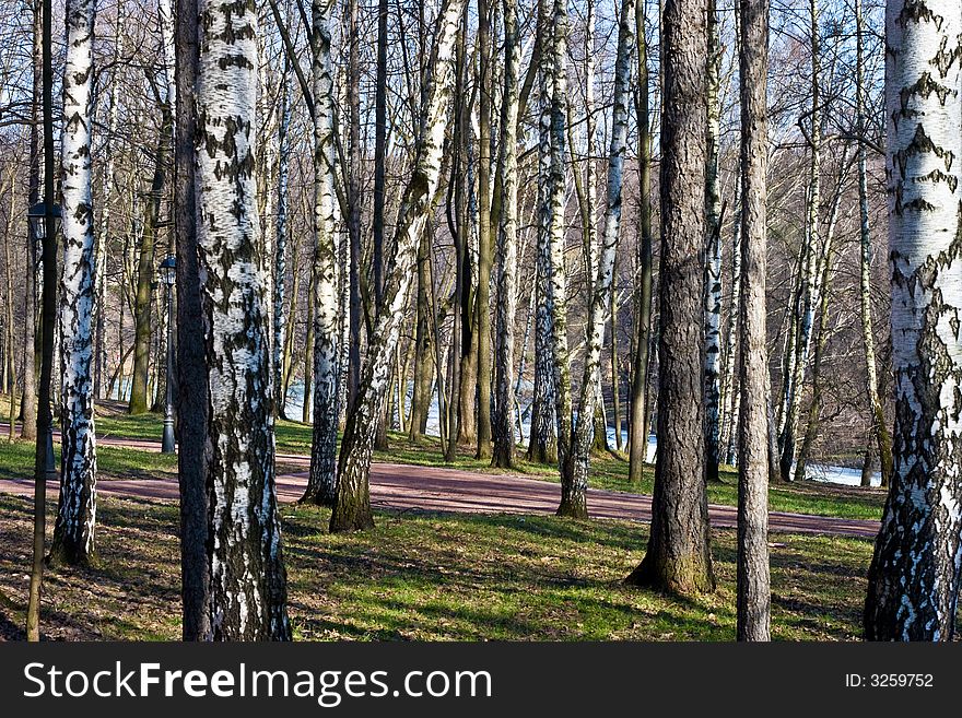 Russian birches in park Moscow